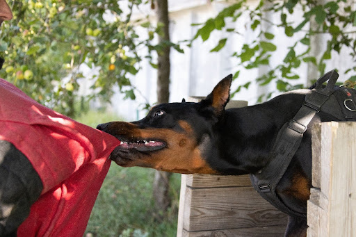 dog pulling on someone's jacket with their teeth to depict a dog bite